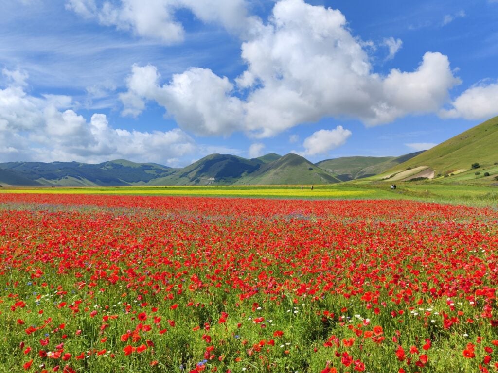 Un vaste champ de coquelicots rouges s'étend au premier plan, avec des collines verdoyantes et des montagnes au loin, sous un ciel bleu partiellement nuageux. La scène est lumineuse et colorée, mettant en valeur un paysage plein de vie au printemps ou en été. - Karavaniers