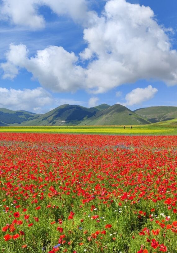 Un vaste champ de coquelicots rouges s'étend au premier plan, avec des collines verdoyantes et des montagnes au loin, sous un ciel bleu partiellement nuageux. La scène est lumineuse et colorée, mettant en valeur un paysage plein de vie au printemps ou en été. - Karavaniers