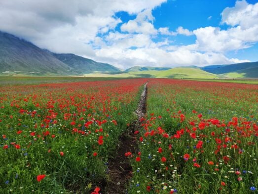 Un petit sentier de terre traverse un vaste champ de coquelicots rouges et de fleurs sauvages, entouré de collines verdoyantes et de montagnes lointaines, sous un ciel bleu partiellement nuageux. - Karavaniers