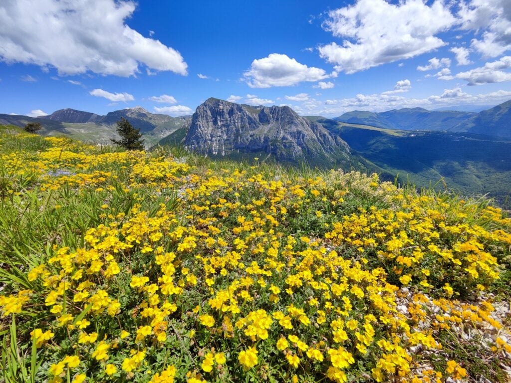 Un champ de fleurs sauvages jaunes s'étend au premier plan, tandis qu'au loin se dessinent des montagnes et des vallées verdoyantes, sous un ciel d'un bleu éclatant parsemé de nuages blancs. - Karavaniers