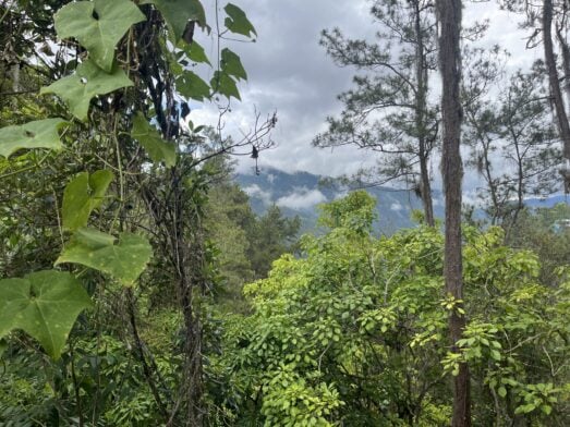 Des montagnes enveloppées de brume lors d'une randonnée àen République Dominicaine, encadrées par des arbres et des lianes d'un vert luxuriant. - Karavaniers